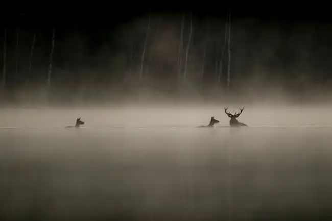Das Flüstern der Wälder