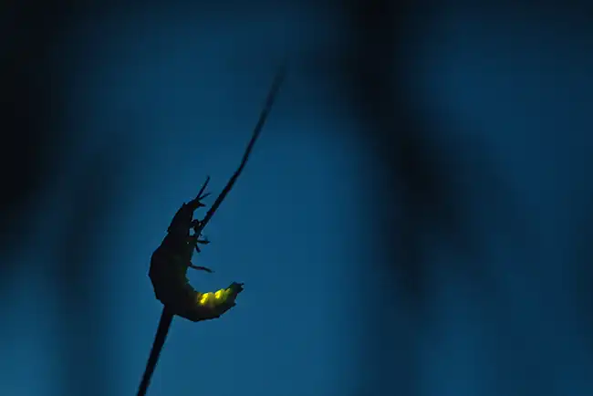 Insekten - Helden im Verborgenen